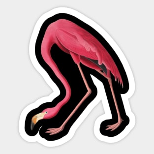 American Pink Flamingo Colorful Flamingo Bird Vintage Illustration Sticker